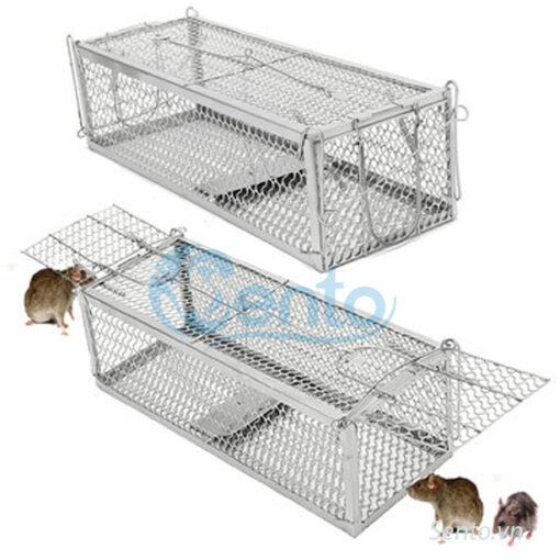 long-bay-chuot-long-bat-chuot-chu-nhat