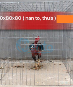 Lồng gà đá - Lồng gà nòi